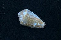 藏品(貓芋螺)的圖片